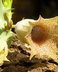 Huernia Longituba