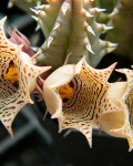 Huernia Nouhuysii