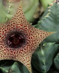 Huernia Piersii