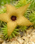 Huernia Pillansii