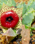 Huernia Plowesii