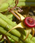 Huernia Procumbens