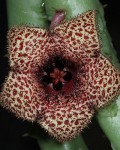 Huernia Recondita