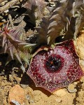 Huernia Reticulata