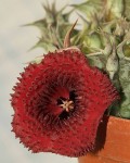 Huernia Saudiarabica