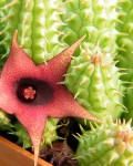 Huernia Schneideriana