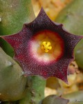 Huernia Similis