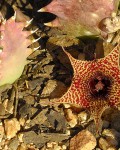 Huernia Stapeloides