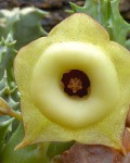 Huernia Thudichumi