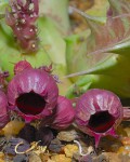 Huernia Urceolata