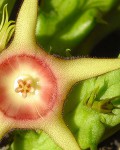 Huernia Verekeri