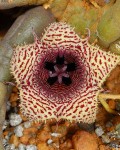 Huernia Volkartii