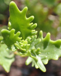 Hylotelephium populifolium