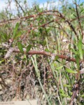 Jatropha Dioica