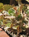 Kalanchoe Marmorata