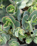 Kalanchoe marnieriana