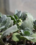 Kalanchoe Millotii