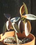 Kalanchoe Orgyalis