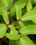 Kalanchoe pinnata