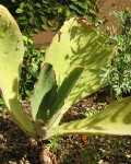 Kalanchoe Synsepala