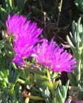 Lampranthus Spectabilis