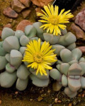 Lapidaria