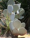 Opuntia robusta