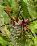 Orbea Baldratii