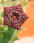 Orbea Carnosa