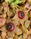 Orbea Elegans