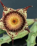 Orbea Hardyi