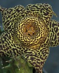 Orbea Namaquensis