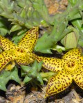 Orbea Speciosa