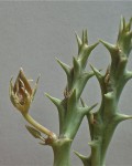 Orbea Verrucosa