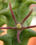 Orbea Wissmannii