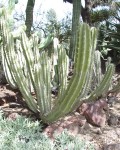 Pachycereus Gatesii