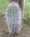 Pachycereus Pringlei