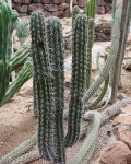 Pachycereus Weberi