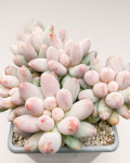 Pachyphytum