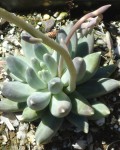 Pachyphytum Compactum