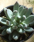 Pachyphytum Hookeri