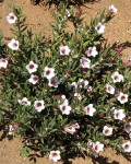 Pachypodium Bispinosum