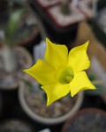 Pachypodium Densiflorum