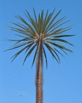 Pachypodium Geayi