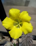 Pachypodium Horombense