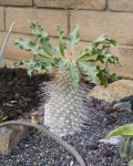 Pachypodium Namaquanum