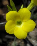 Pachypodium Rosulatum