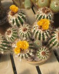 Parodia Ayopayana