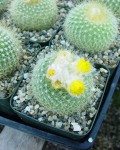 Parodia Chrysacanthion