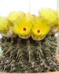 Parodia Mammulosa